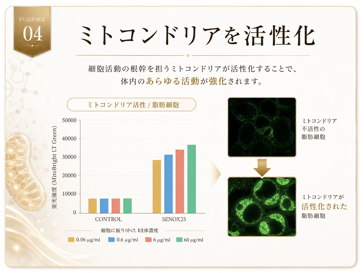 ミトコンドリアを活性化するエビデンス画像