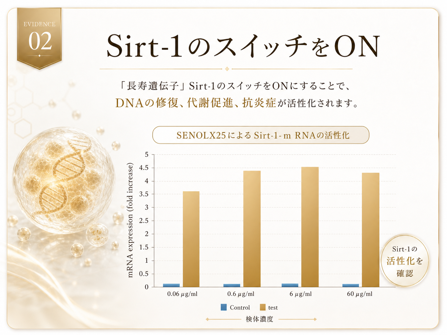 Sirt-1のスイッチをONにするエビデンス画像